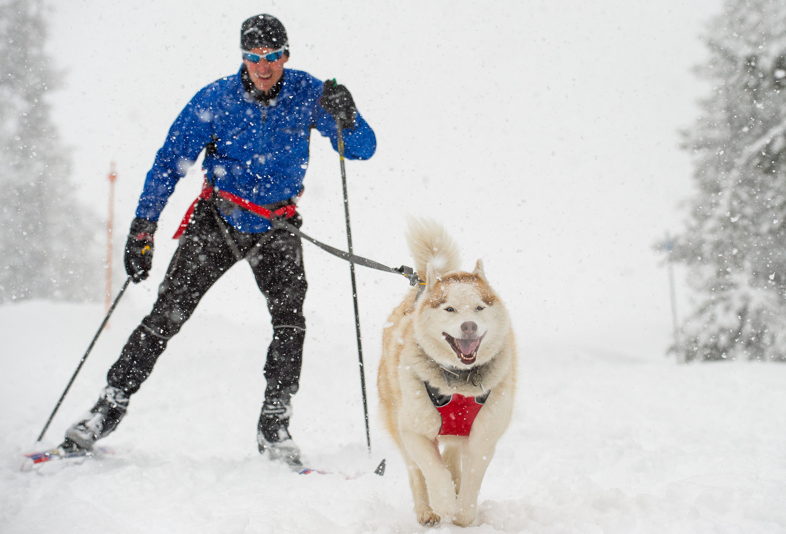 Skijoring-Dog-Photography-Oregon