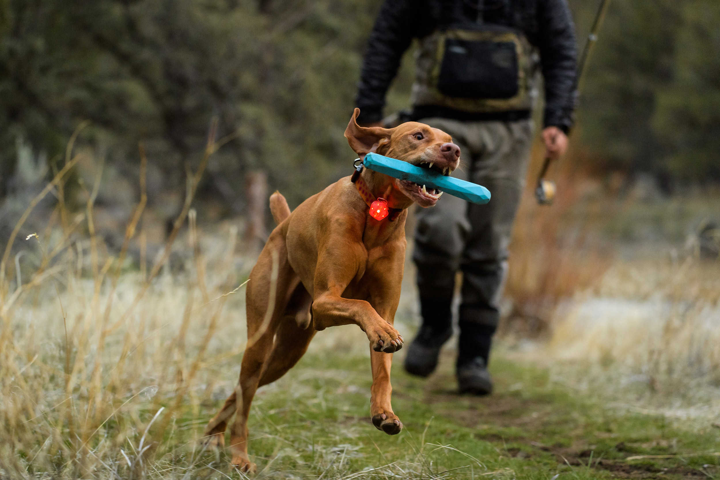 Outdoor-Dog-Photograhy-Fly-Fishing