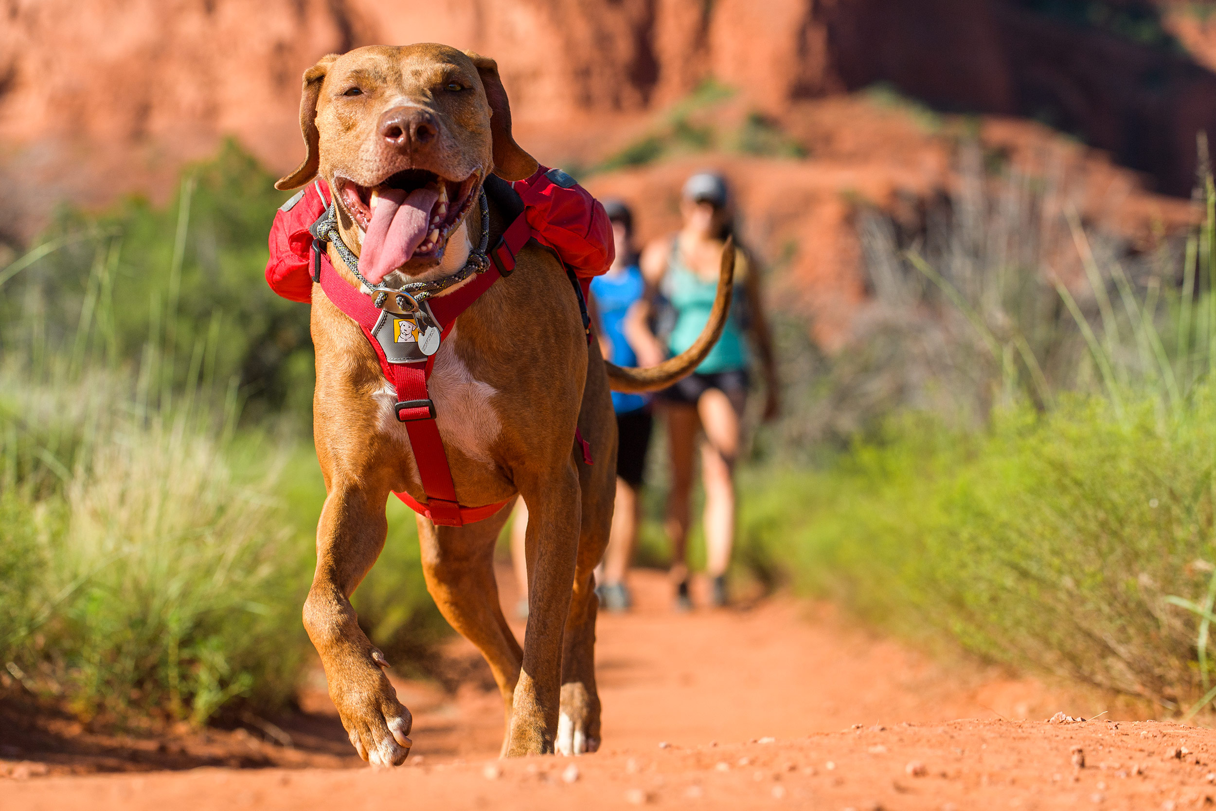 Sedona-Dog-Lifestyle-Photography-Hiking