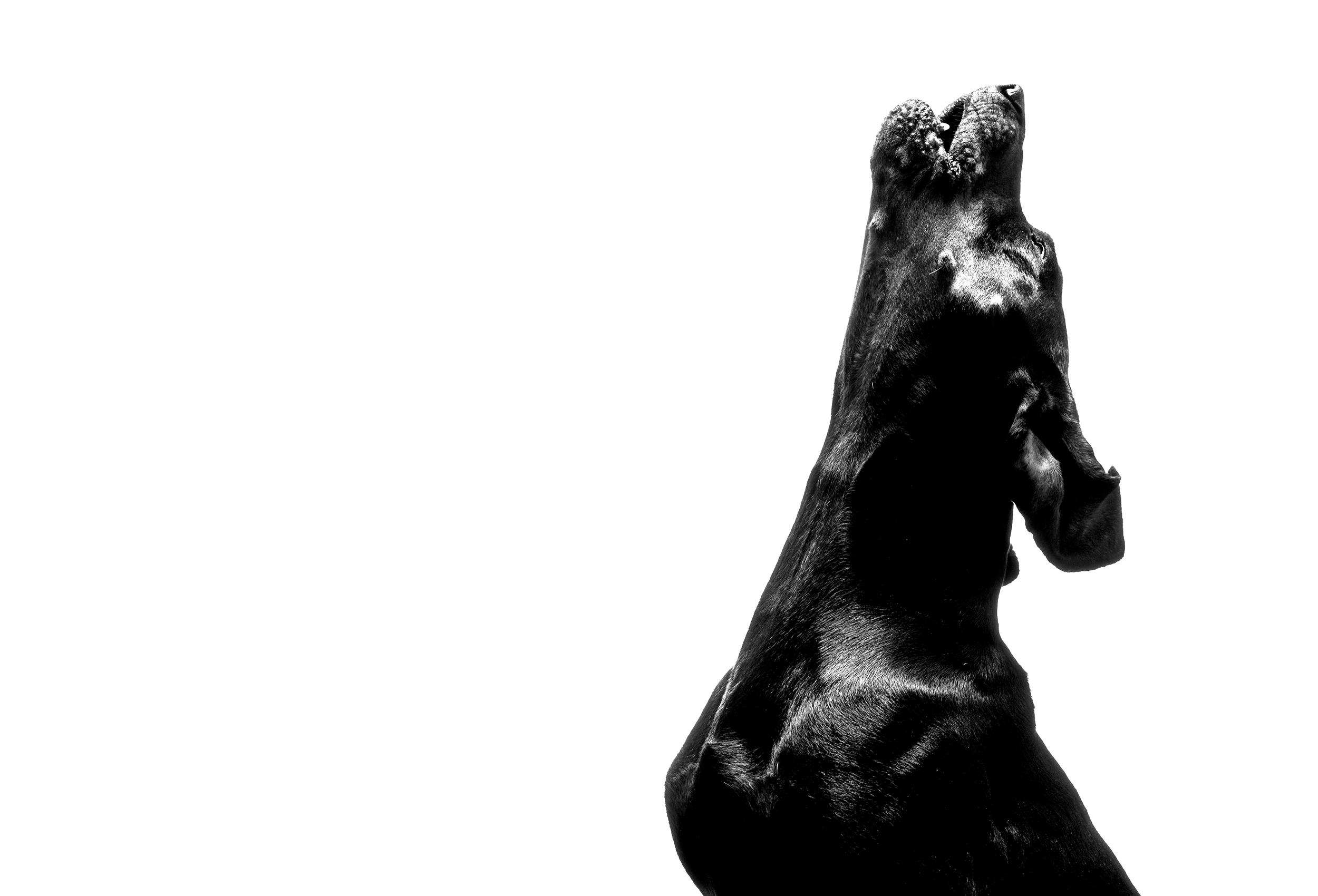 Coonhound-Baying-Studio-Dog-Photography