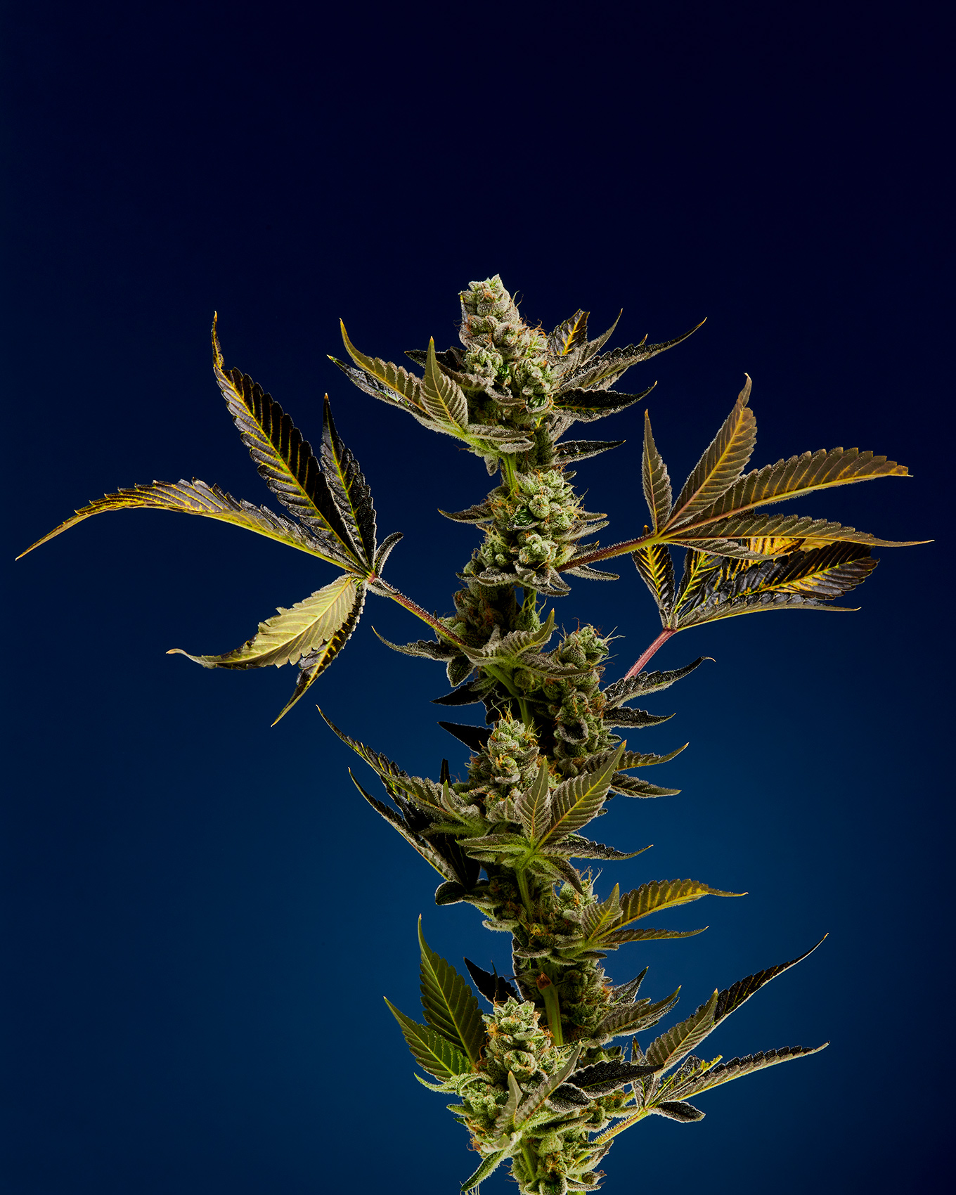 Marijuana-Product-Photography-Oregon-Weed